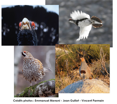 oiseaux